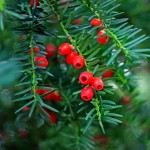 nawoz-do-iglakow-wiosna-lato-hydro-max-green-oro (1).jpg