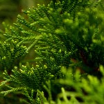 nawoz-do-iglakow-wiosna-lato-hydro-max-green-oro (2).jpg