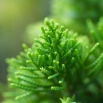 nawoz-do-iglakow-wiosna-lato-hydro-max-green-oro (3).jpg