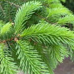 nawoz-do-iglakow-wiosna-lato-hydro-max-green-oro (4).jpg
