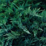 nawoz-do-iglakow-wiosna-lato-hydro-max-green-oro (7).jpg