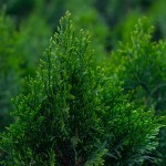 nawoz-do-iglakow-wiosna-lato-hydro-max-green-oro (8).jpg