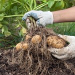 Green-Oro-Nawoz-TOMATO POWER-calosezonowy-do-warzyw-pomidorow-papryki-ogorkow-roslin-psiankowatych (4).jpg