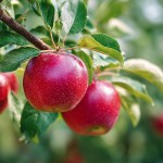 Green-Oro-nawoz-Oro-Fruits-do-owocow (3).jpg