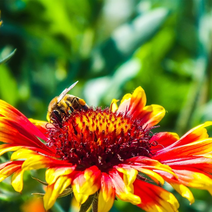 Green-Oro-nawoz-azotowy-N34,5-saletra-amonowa-ogrodowa-do wszystkich-roslin- (4).jpg