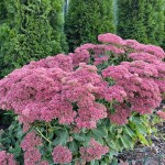 Green-Oro-nawoz-azotowy-N34,5-saletra-amonowa-ogrodowa-do wszystkich-roslin- (5)_450.jpg