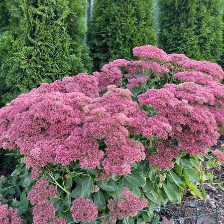 Green-Oro-nawoz-azotowy-N34,5-saletra-amonowa-ogrodowa-do wszystkich-roslin- (5)_450.jpg