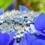 ORO-Flowers-ACID-nawoz-do-Hortensji-Rododendronów-Magnolii-borowki-amerykanskiej- (16).jpg