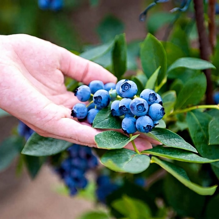 ORO-Flowers-ACID-nawoz-do-Hortensji-Rododendronów-Magnolii-borowki-amerykanskiej- (2).jpg