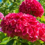 ORO-Flowers-ACID-nawoz-do-Hortensji-Rododendronów-Magnolii-borowki-amerykanskiej- (14).jpg