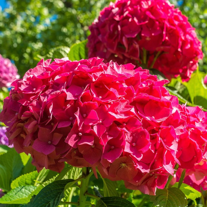 ORO-Flowers-ACID-nawoz-do-Hortensji-Rododendronów-Magnolii-borowki-amerykanskiej- (14).jpg