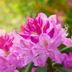 ORO-Flowers-ACID-nawoz-do-Hortensji-Rododendronów-Magnolii-borowki-amerykanskiej- (12).jpg