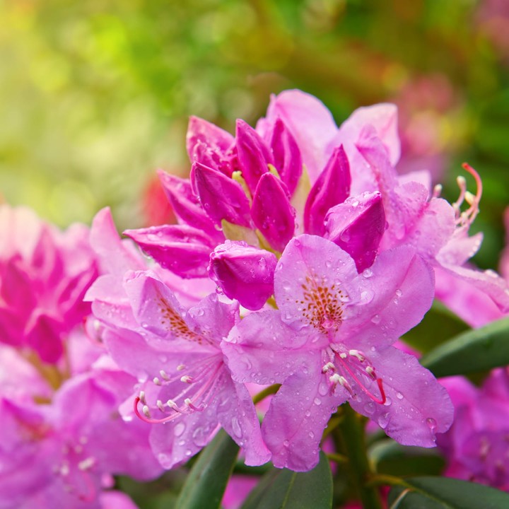 ORO-Flowers-ACID-nawoz-do-Hortensji-Rododendronów-Magnolii-borowki-amerykanskiej- (12).jpg