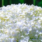 ORO-Flowers-ACID-nawoz-do-Hortensji-Rododendronów-Magnolii-borowki-amerykanskiej- (15).jpg