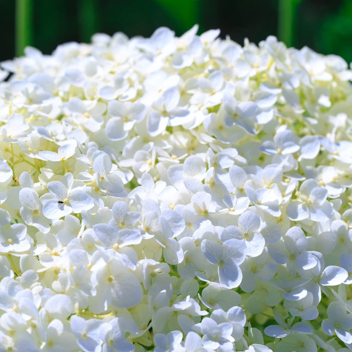 ORO-Flowers-ACID-nawoz-do-Hortensji-Rododendronów-Magnolii-borowki-amerykanskiej- (15).jpg