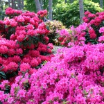 ORO-Flowers-ACID-nawoz-do-Hortensji-Rododendronów-Magnolii-borowki-amerykanskiej- (18).jpg