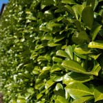 Nawoz-ORO-BASIC-do-Laurowisni-Bukszpanow-Catalpy-zywopłotow (12).jpg