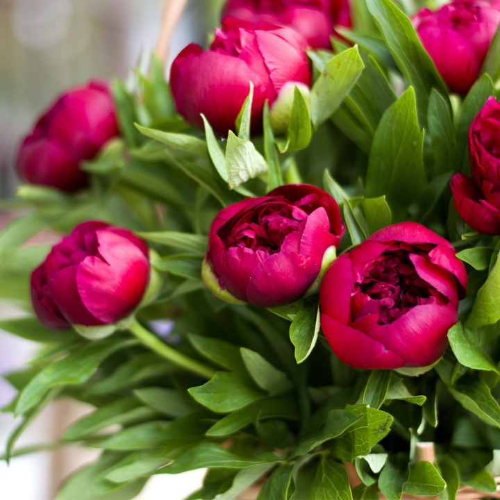 Oro-Flowers-1200x1200-v1.jpg
