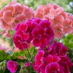 Oro-Flowers-1200x1200-v3.jpg