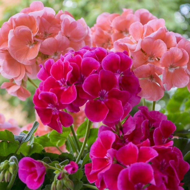 Oro-Flowers-1200x1200-v3.jpg