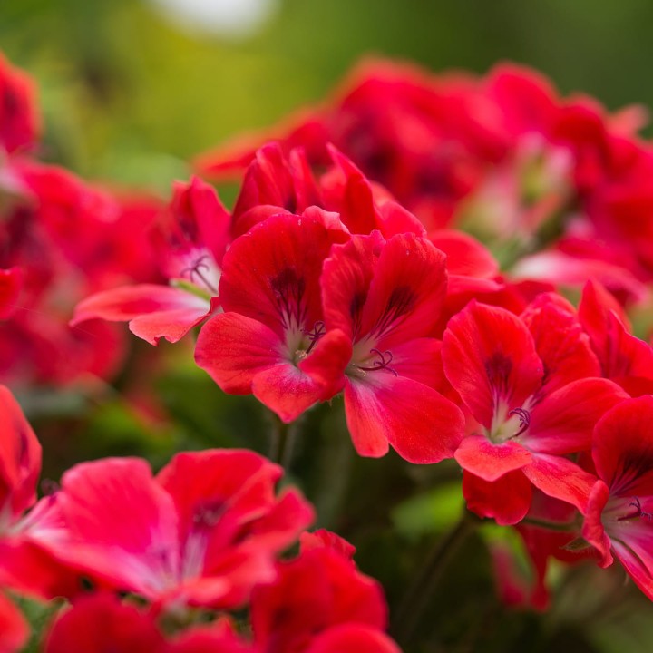 Oro-Flowers-1200x1200-v5.jpg
