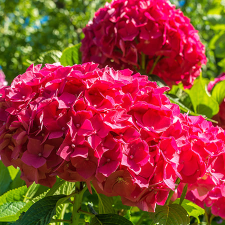 Green-oro FLOWERS ACID specjalistyczny nawóz do roślin kwasolubnych