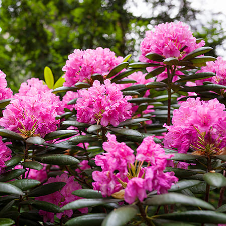 Green-oro FLOWERS ACID specjalistyczny nawóz do roślin kwasolubnych