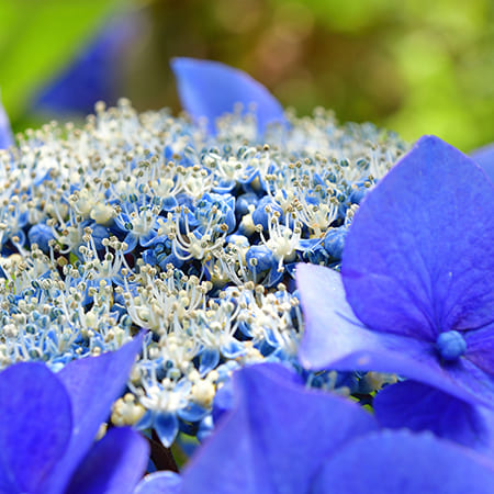 Green-oro FLOWERS ACID specjalistyczny nawóz do roślin kwasolubnych