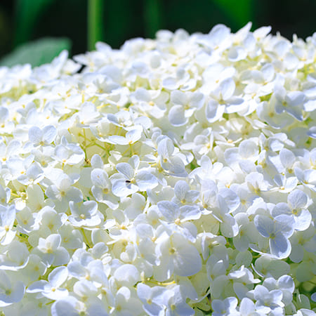 Green-oro FLOWERS ACID specjalistyczny nawóz do roślin kwasolubnych