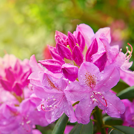 Green-oro FLOWERS ACID specjalistyczny nawóz do roślin kwasolubnych