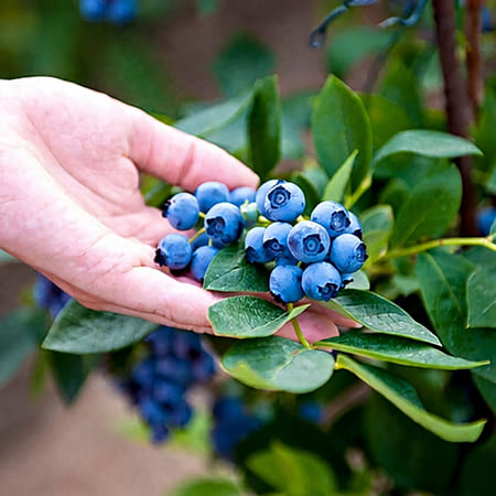 Green-oro FLOWERS ACID specjalistyczny nawóz do roślin kwasolubnych
