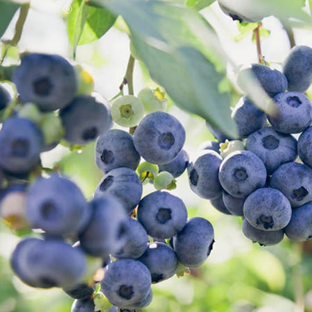 Green-oro FLOWERS ACID specjalistyczny nawóz do roślin kwasolubnych
