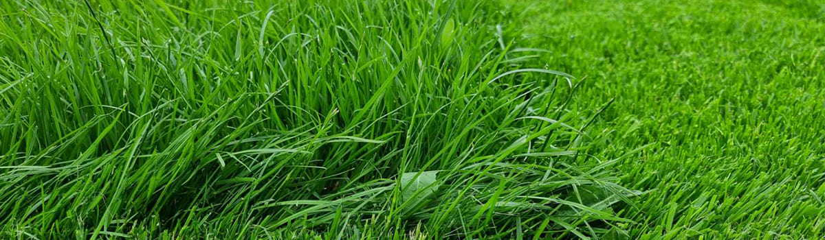 Nawóz startowy do trawnika z siewu i rolki GREEN-ORO ORO START