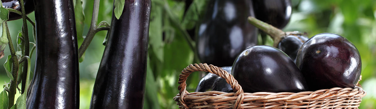 Nawóz całosezonowy do pomidorów i warzyw psiankowatych GREEN ORO TOMATO POWER