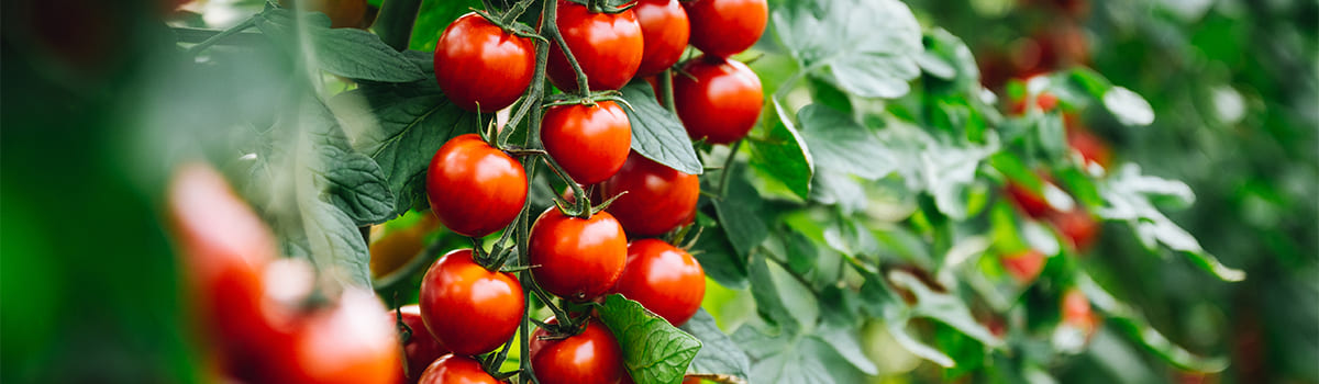 Skład i formuła nawozu GREEN ORO TOMATO POWER do pomidorów