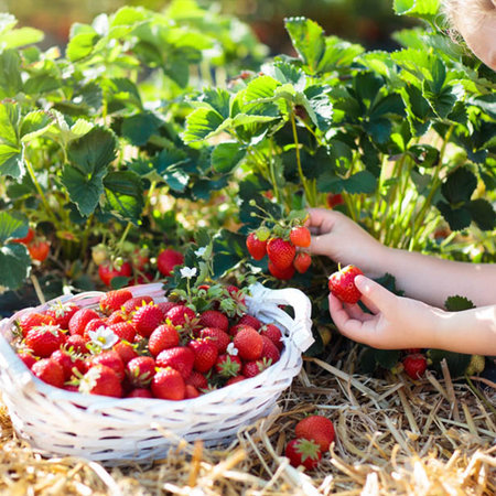 Nawóz ORO FRUITS do warzyw, drzew i krzewów owocowych