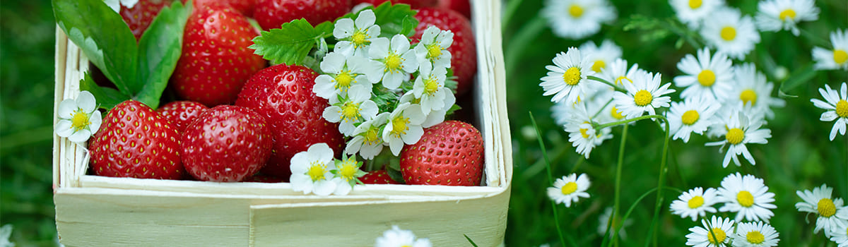 Skład i formuła nawozu ORO FRUITS od GREEN-ORO