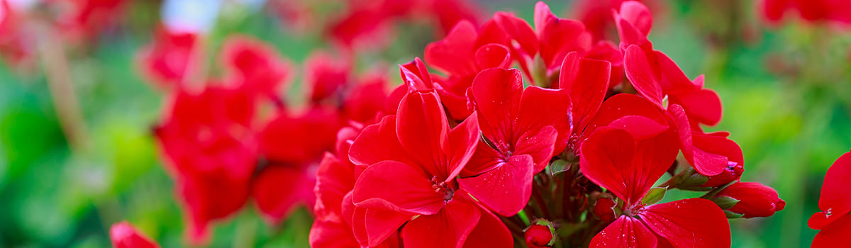 N 34,5 saletra amonowa ogrodowa wiosna–lato (III–IX) – nawóz azotowy 34,5% N do trawnika, iglaków, warzyw i roślin ozdobnych