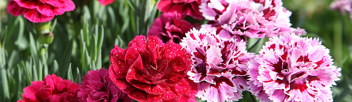 N 34,5 saletra amonowa ogrodowa wiosna–lato (III–IX) – szybki efekt zieleni i wzrostu w trawniku i ogrodzie