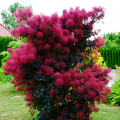 Nawóz do roślin zasadolubnych ORO BASIC od Green-Oro – laurowiśnia, bukszpan, żywopłot