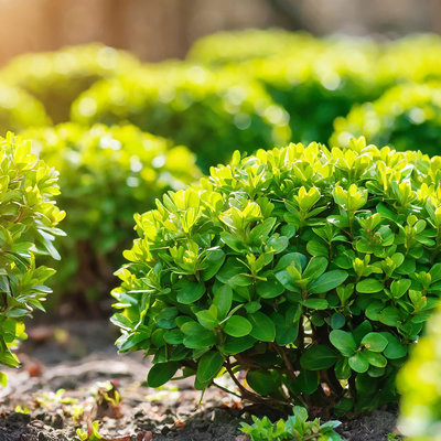 Nawóz do roślin zasadolubnych ORO BASIC od Green-Oro – laurowiśnia, bukszpan, żywopłot