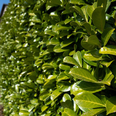 Nawóz do roślin zasadolubnych ORO BASIC od Green-Oro – laurowiśnia, bukszpan, żywopłot