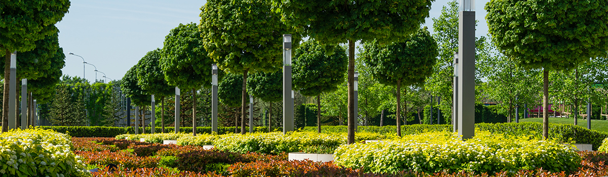 Nawóz do roślin zasadolubnych GREEN-ORO ORO BASIC – laurowiśnie, bukszpan, katalpy, żywopłoty