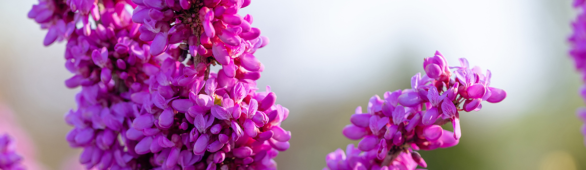 Nawóz do roślin zasadolubnych GREEN-ORO ORO BASIC – skład i formuła