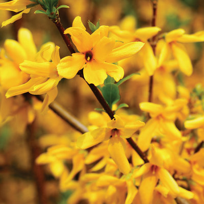 Nawóz do roślin zasadolubnych ORO BASIC od Green-Oro – laurowiśnia, bukszpan, żywopłot