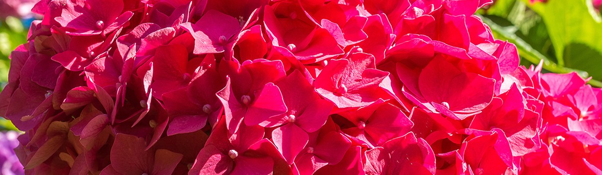 ORO FLOWERS ACID Nawóz do Hortensji Rododendronów Magnolii i Borówek - Wiosna-Lato