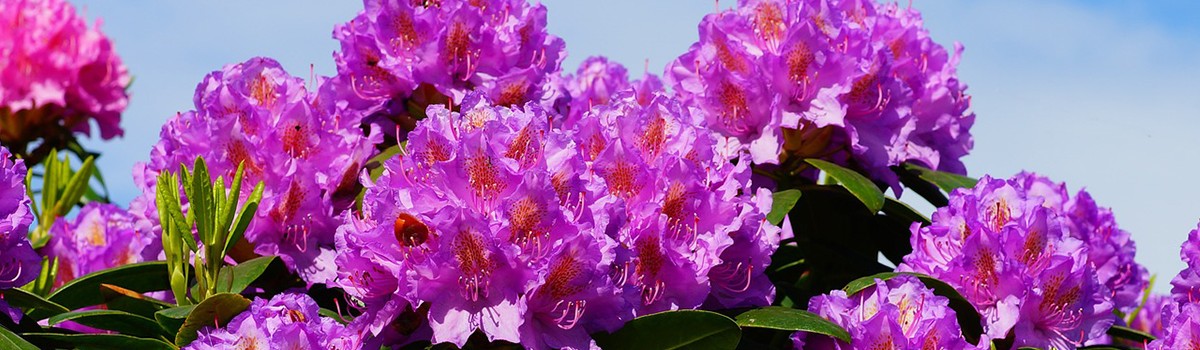 ORO FLOWERS ACID Nawóz do Hortensji Rododendronów Magnolii i Borówek - Wiosna-Lato