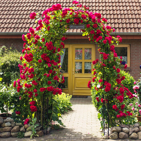 Nawóz całoroczny do róż i kwiatów. ORO FLOWERS od Green-Oro