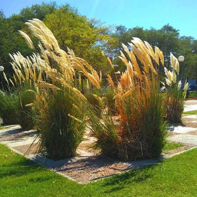 ORO COMPLEX nawóz do trawnika wiosna-lato GREEN-ORO granulowany