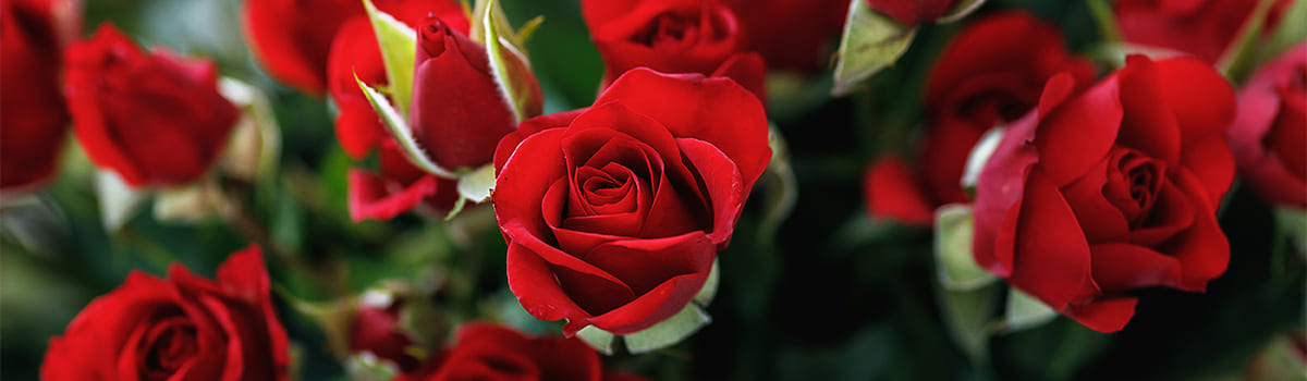 Nawóz całoroczny do róż i kwiatów ORO FLOWERS od GREEN-ORO